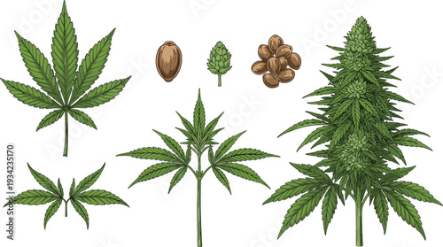 Cannabis Plant Botanical Illustration Set with Marijuana Leaves, Seeds and Flowering Bud Isolated on White Background for Herbal Design