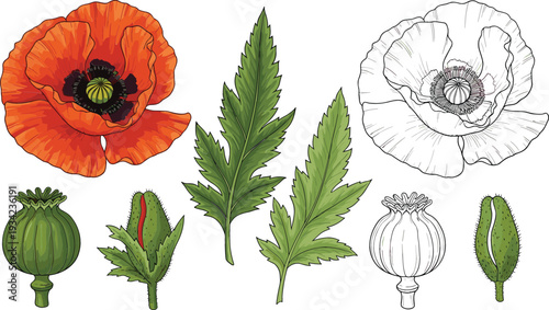 Botanical Poppy Flower Illustration Set with Red Bloom, Black and White Outline, Leaves and Seed Pods for Vintage Floral Design
