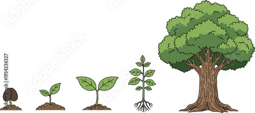 Tree Growth Stages Illustration Showing Seed, Sprout, Seedling, Young Plant and Mature Tree Life Cycle Isolated on White Background