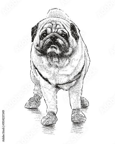 Pug dog for a walk, pet, purebred, realistic sketch, vector hand drawn illlustration isolated on white background