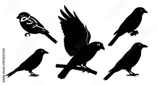 Bird silhouettes set isolated on white background, various species in black and white
