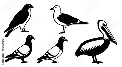 Collection of Bird Silhouettes: Pelican, Seagull, Pigeons, and Falcon