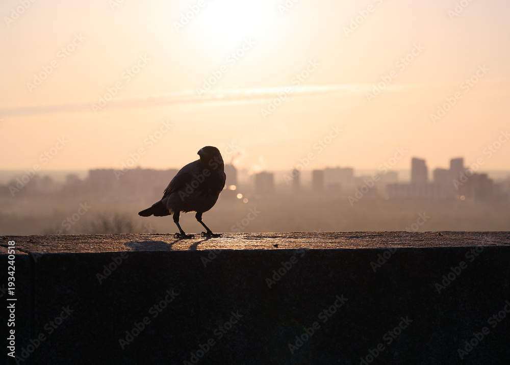 Naklejka premium Silhouette of a gray crow on a concrete parapet against the background of a blurred cityscape at dawn. Kyiv, Ukraine.