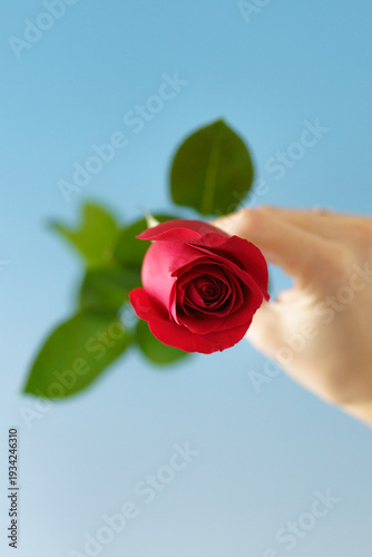 red rose in hand