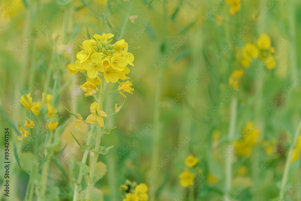 Obraz premium 柔らかなボケに包まれた菜の花のアップ