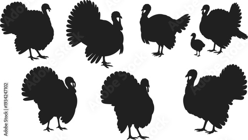 Black turkey silhouette illustration featuring multiple poses with fanned tail feathers, juvenile chick figure, seasonal design element for