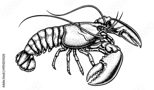 Artistic Hand Drawn Lobster Omar Cancer Vector Engraving Marine Animal Illustration Isolated on White