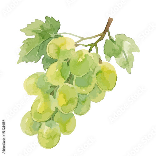 Hand drawn watercolor Shine Muscat grape illustration, fresh green grapes set