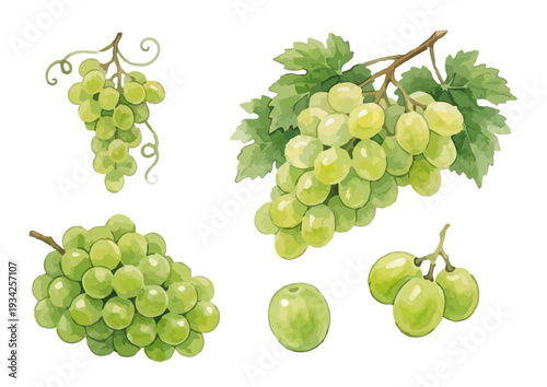 Hand drawn watercolor Shine Muscat grape illustration, fresh green grapes set