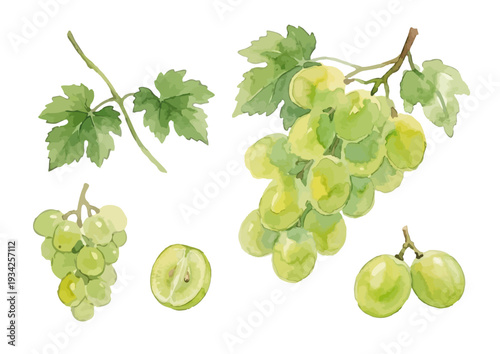 Hand drawn watercolor Shine Muscat grape illustration, fresh green grapes set