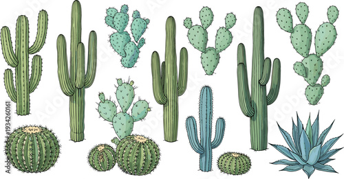 Desert Cactus Collection with Saguaro, Prickly Pear, Barrel Cactus and Agave Hand Drawn Botanical Vector Illustration Set