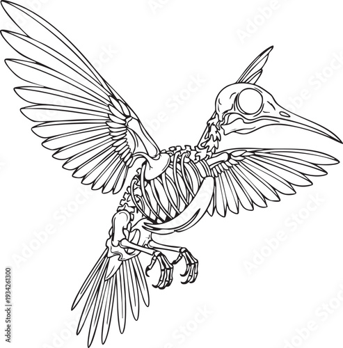 Line drawing of a hummingbird skeleton in flight, revealing its delicate bone structure.