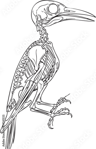 Detailed line illustration of a bird skeleton, likely a crow or raven, perched and showing internal anatomy.