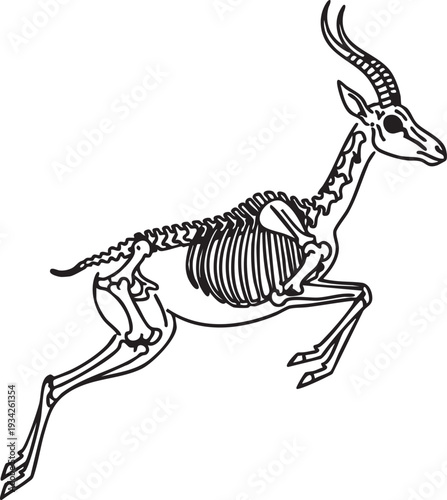 Dynamic line drawing of a jumping gazelle skeleton, capturing its skeletal form in motion.