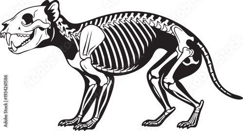 Ferocious feline skeleton, black and white outline illustration