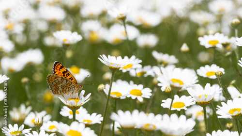 Photos mall orange butterfly (Melitaea) feeding on a white daisy flower in a meadow