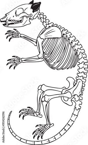 Scientific black line drawing of a rat skeleton in a curled pose, an accurate anatomical illustration for biology and research.