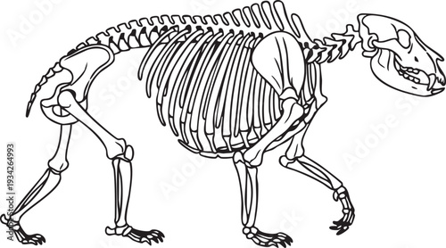 Scientific illustration of a walking bear skeleton, detailing the robust bone structure for biological and wildlife education.