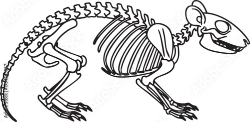 Realistic rat or mouse skeleton in a side view pose, demonstrating the bone structure and posture in a scientific black and white line art illustration for anatomical lessons.