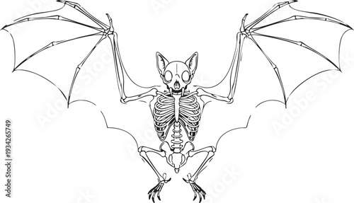 Spooky black and white line art of a bat skeleton with outstretched wings, perfect for Halloween or biological projects.