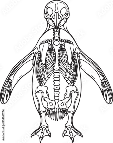 Detailed line art illustration of an emperor penguin skeleton, showcasing its unique bone structure for avian and marine biology.