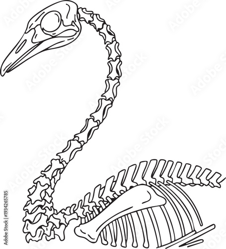 Detailed line art illustration of a swan or aquatic bird skeleton, highlighting its long, curved neck and skull.