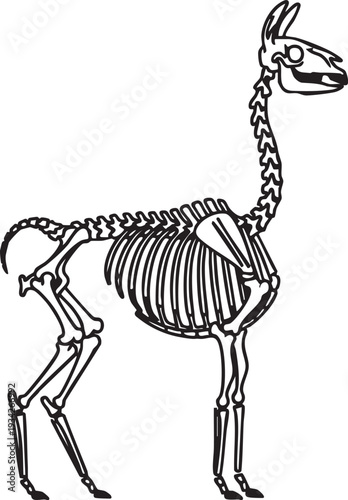 Side view outline illustration of a llama skeleton, depicting the unique vertebral column and leg bones for animal anatomy and biological studies.