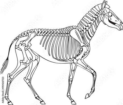 Dynamic side view outline illustration of a horse skeleton in a walking pose, perfect for equestrian anatomy and veterinary education purposes.