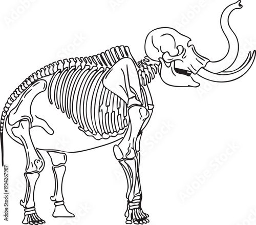 Elephant skeleton with prominent tusks and trunk outline, a detailed scientific illustration for zoological study and biological education.