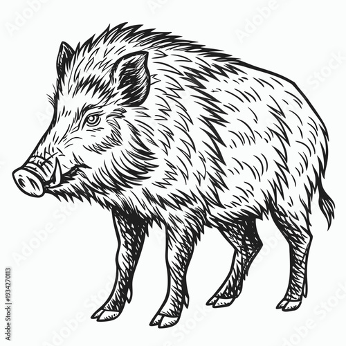Wild boar black and white isolated vector illustration in vintage engraving style. Detailed hand-drawn line art with bold contour lines on white background.