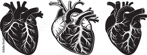 “Human Heart Silhouette Vector Set – Anatomical Heart Illustration, Medical Biology Art, and Science Organs Design” .