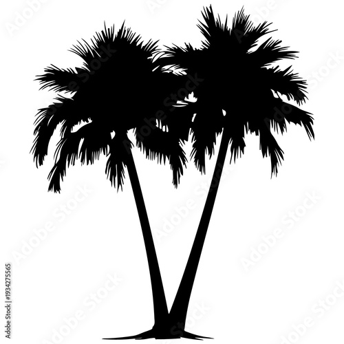 Two palm trees on a white background