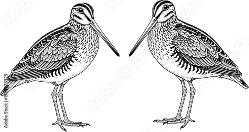 Detailed sandpiper shorebird pair illustration, vintage black and white engraved wading bird vector isolated on white background