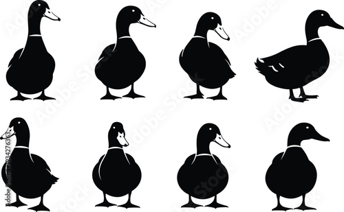 Duck silhouette collection in different standing poses, black waterfowl bird vector illustration isolated on white background for design