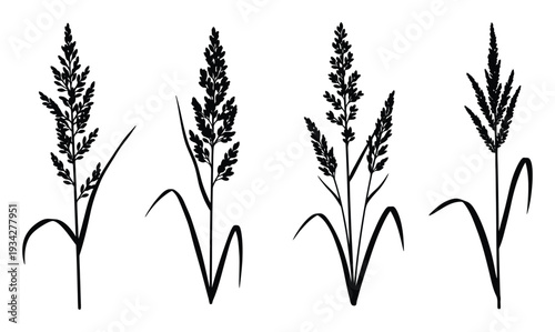 Silhouette Collection of Four Different Grass Seed Heads