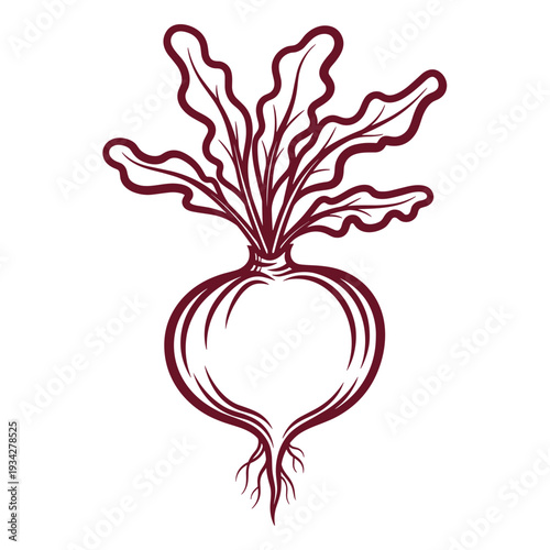 Beetroot vector illustration with leaves and detailed roots. Detailed vector graphic of a beetroot, featuring its deep purple bulb and leafy above  