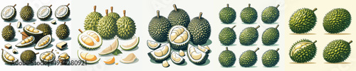Durian Fruit Vector Illustration Collection