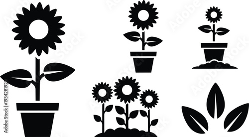 Flat vector icon set showing potted sunflower close up and group of sunflowers three plants front view simple black silhouette minimalist garden symbols clean scalable icons
