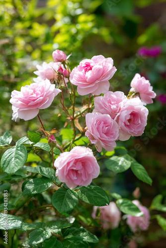 Pink roses blooming in a vibrant garden, showing delicate petals and green foliage under soft sunlight