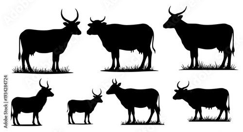 Cows silhouette set with grass and horns featuring cow, cattle, livestock with animal and farm elements for