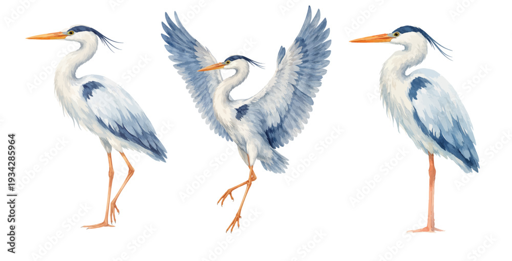 Obraz premium A charming watercolor collection of blue heron birds for wildlife illustration and wall art.