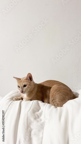 Orange Cat Lying on White Bed