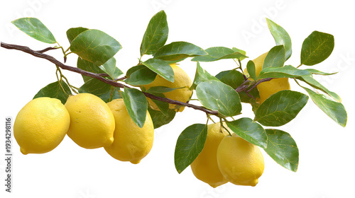 Ultra realistic HD lemon tree branch with ripe lemons, isolated on white background