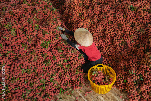 A worker wearing a conical hat sorts lychee from towering piles into a yellow basket during peak harvest season.