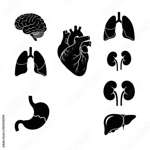 A collection of human organ icons in black and white