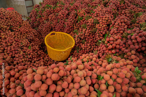Expansive heaps of ripe lychee surround a yellow basket at a busy harvest collection yard in Bac Giang.