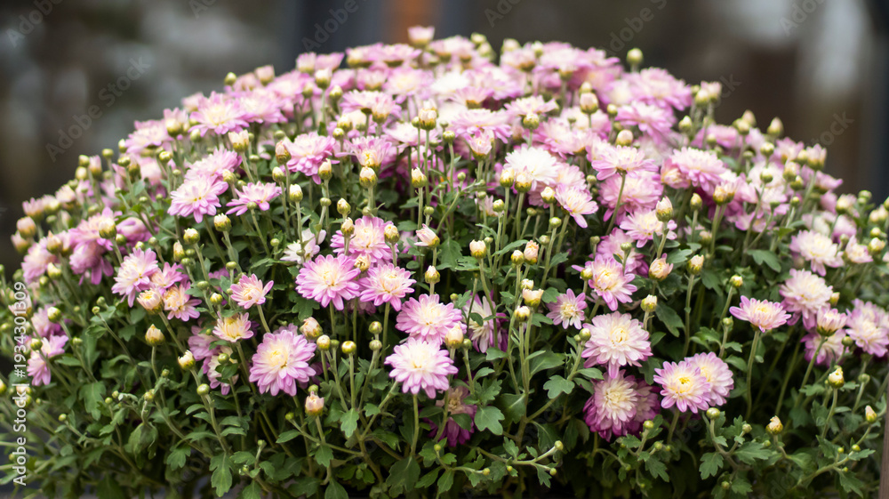 Obraz premium Lilac bouquet of garden autumn chrysanthemum flowers.
