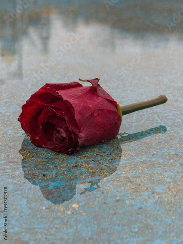 a red rose lying on a wet, reflective surface