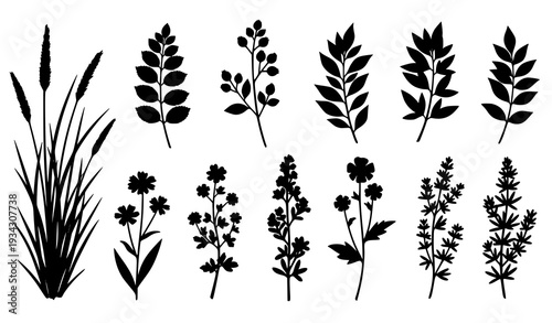 Wild Plants and Herbs Silhouette Vector Set with Leaves and Berries