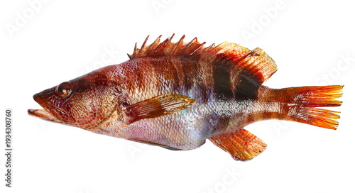 Obraz na płótnie Serranus Scriba, fish Painted Comber isolated on white background, clipping 
